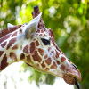 Jigsaw: Giraffe online game