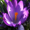 Jigsaw Nature: Crocus online game