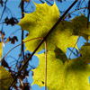 Leaves Jigsaw P ...