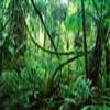 Jungle World online game